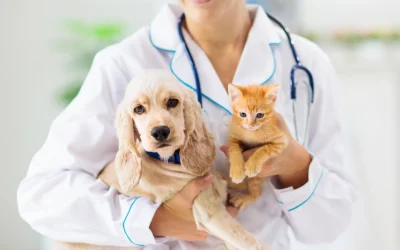 ¿Cada cuánto llevar a tu perro o gato al veterinario?
