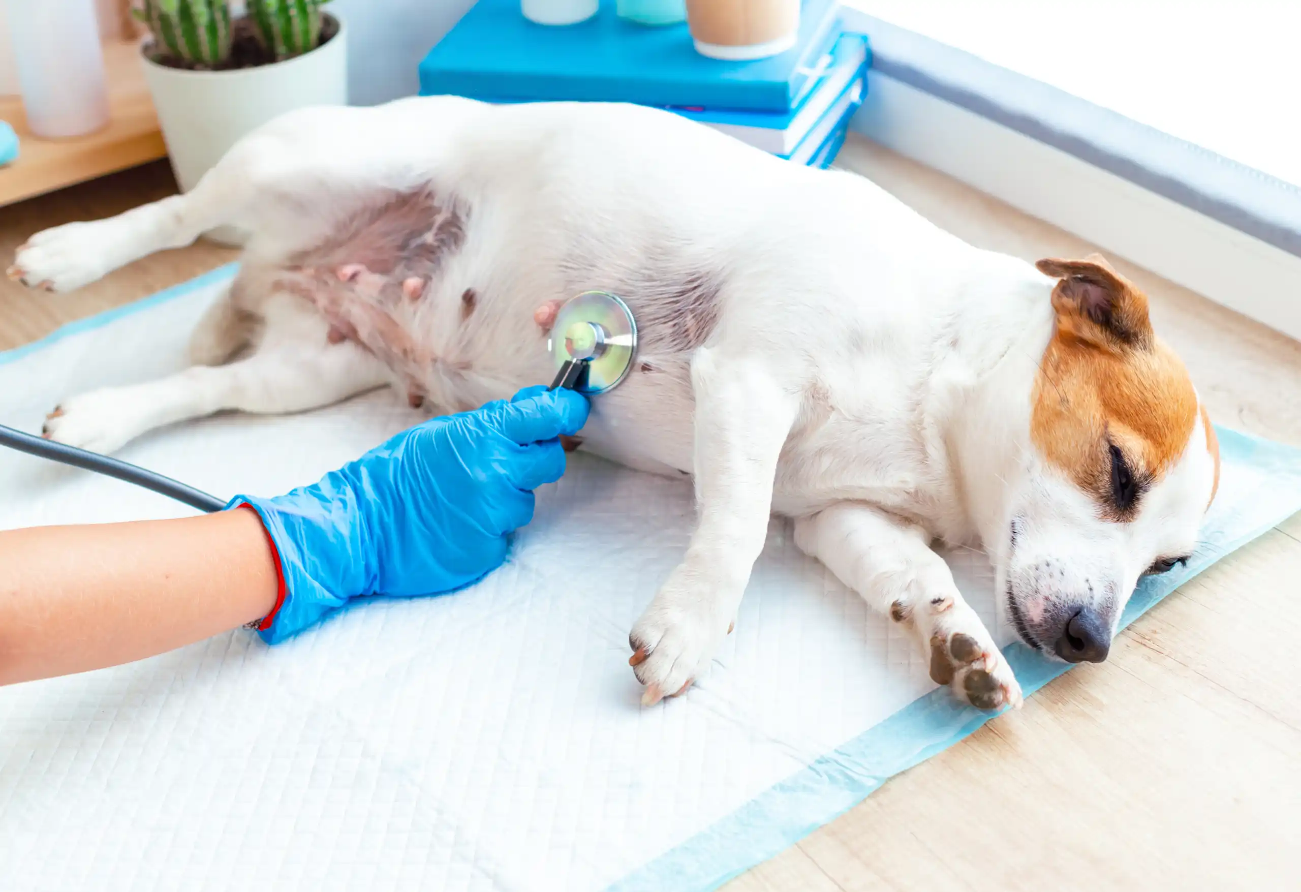 Frecuencia recomendada de visitas al veterinario según edad y especie - Clínica Veterinaria en Badajoz