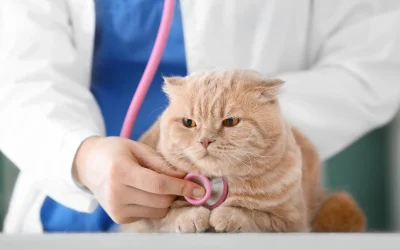 Enfermedades más frecuentes en gatos y cómo detectarlas a tiempo