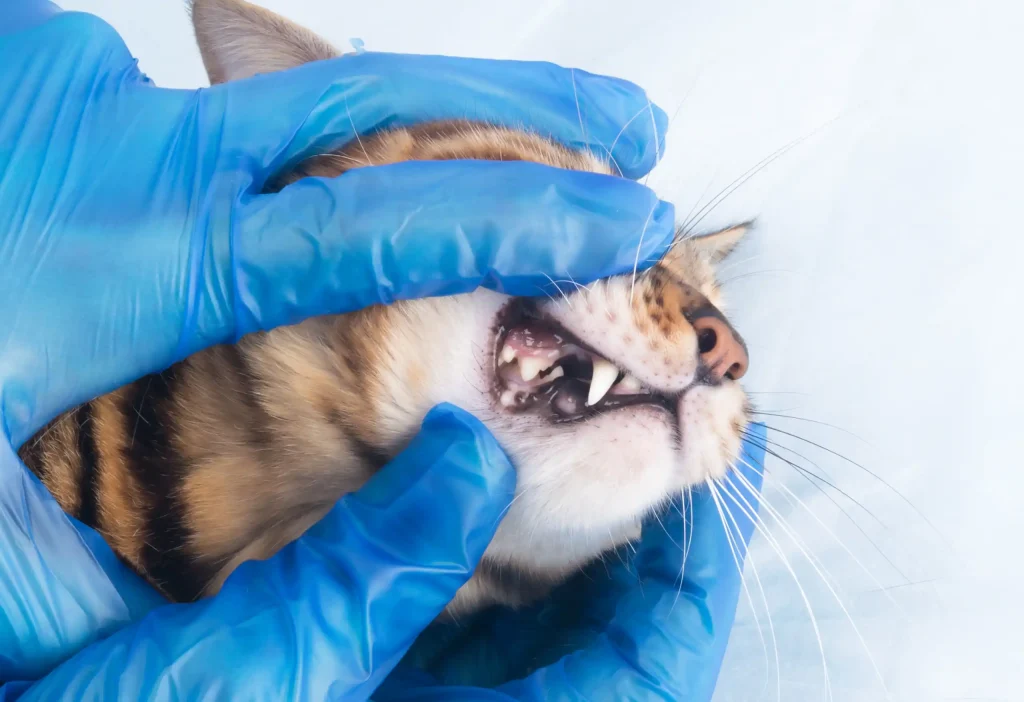 problemas dentales en gatos - veterinarios de gatos en badajoz