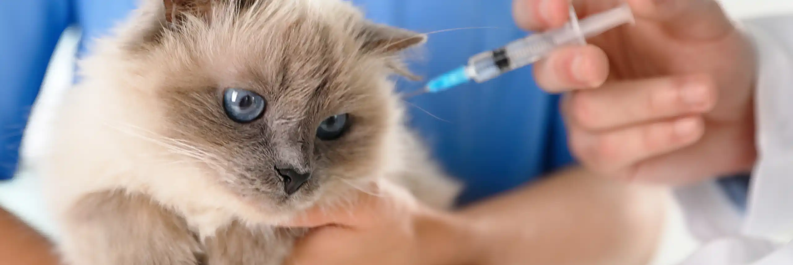 vacunas necesarias en gatos - veterinarios en badajoz