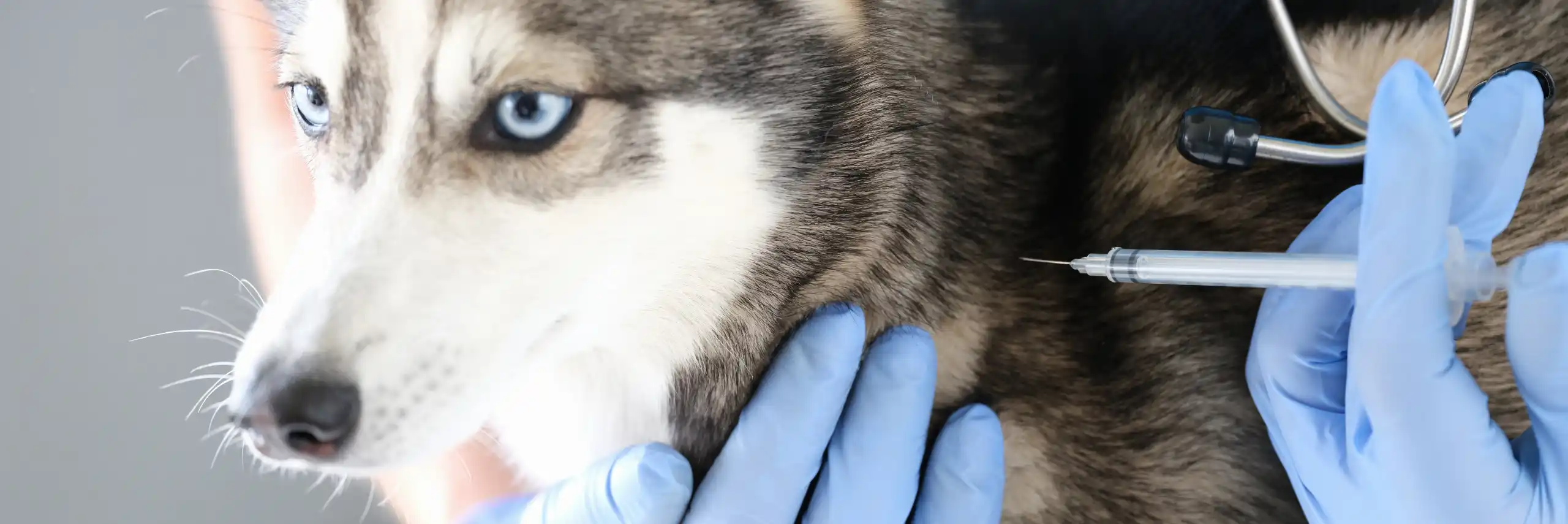 vacunas necesarias en perros - clínica veterinaria en badajoz