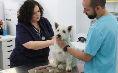 Cómo saber si tu mascota tiene dolor(aunque no lo demuestre)