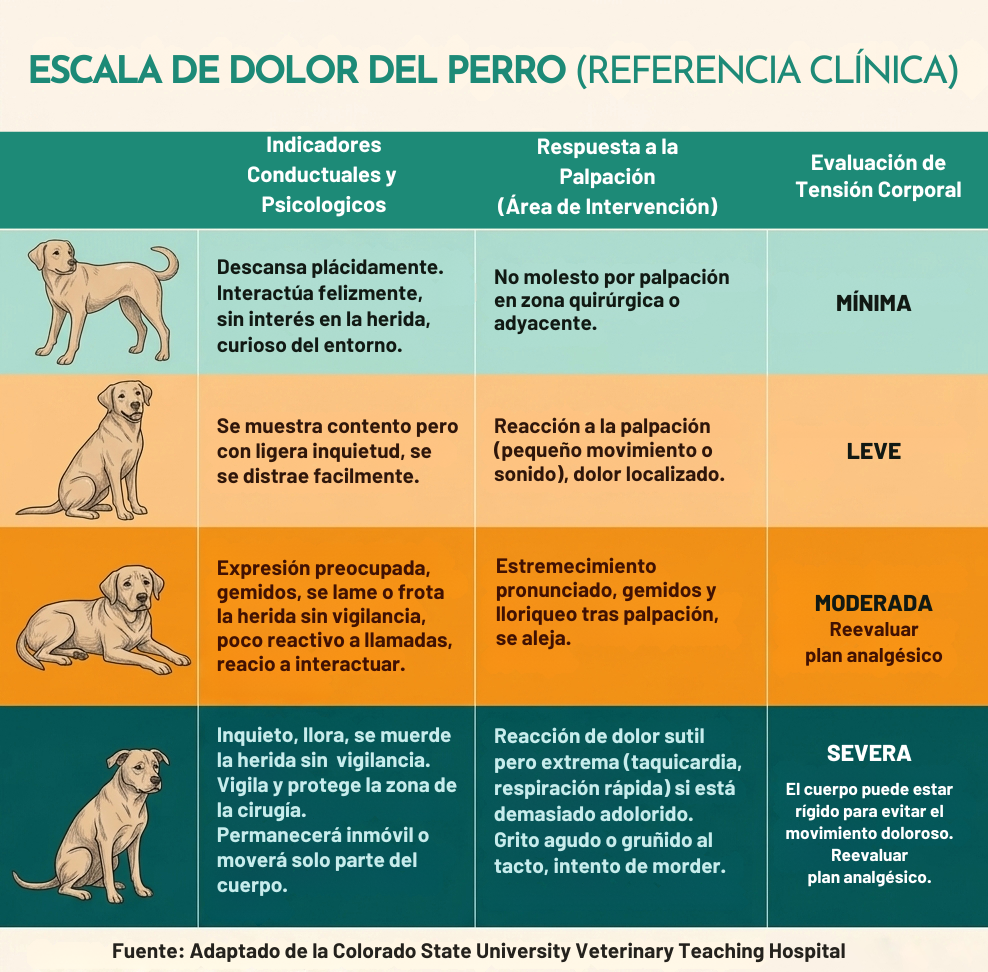 Escala de Dolor en Perros - Clínica Veterinaria en Badajoz