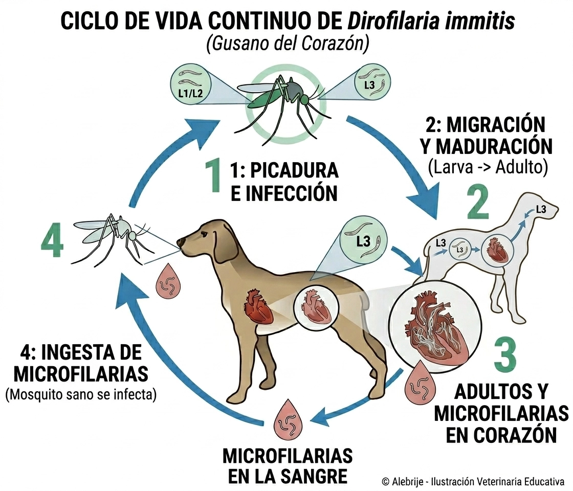 Ciclo de transmisión del gusano del corazón