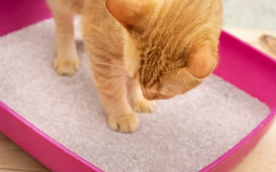 Problemas urinarios en gatos: señales que no deberías ignorar