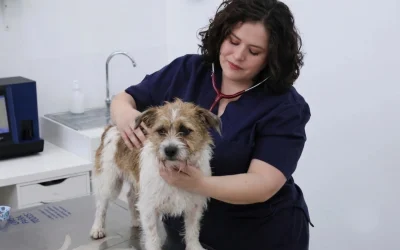 Enfermedades Comunes en Perros: Guía para Detectarlas a Tiempo