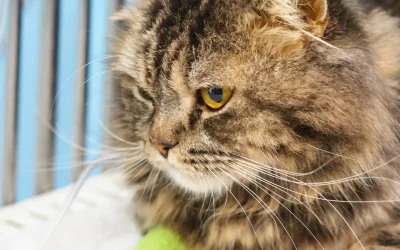 Mi Gato No Come: Causas y Cuándo Preocuparte