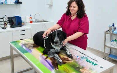 Tos de las perreras: síntomas, vacuna y cuándo ir al veterinario