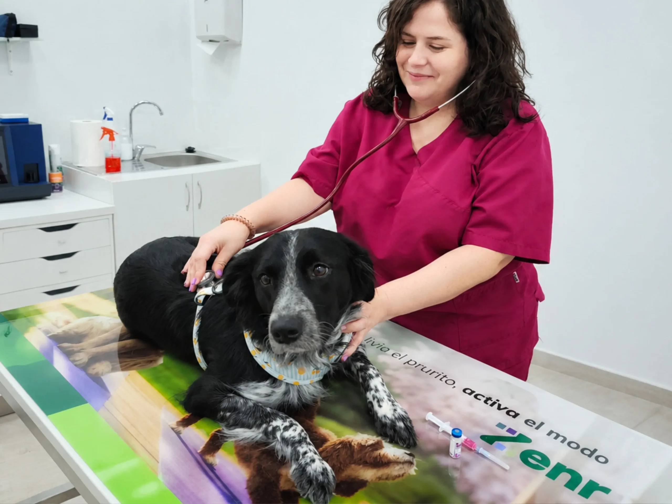 Tos de las perreras: síntomas, vacuna y cuándo ir al veterinario